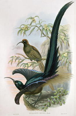 Epimachus Meyeri (colour litho) a William Hart