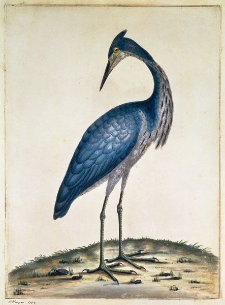 A Heron a William Hayes