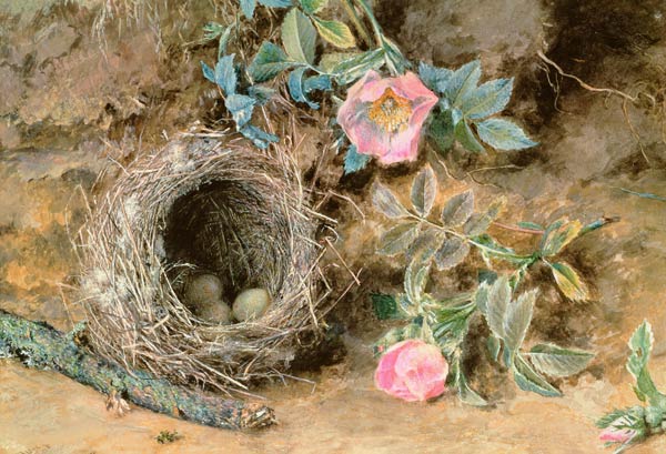 Wild Roses and Birds' Nests a William Henry Hunt