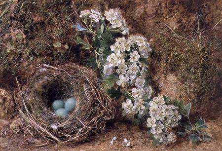 May Blossom and a Hedge Sparrow's Nest a William Henry Hunt