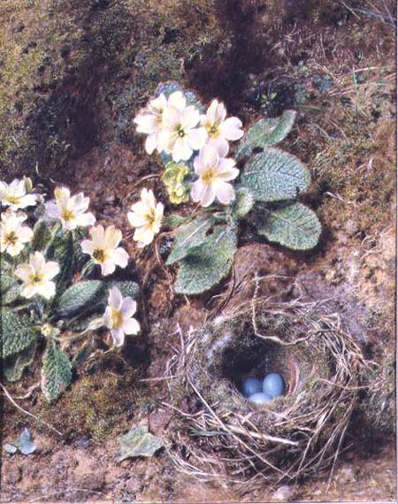 Primroses and Bird's Nest with Three Blue Eggs a William Henry Hunt