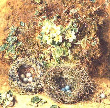 Primroses and Birds' Nests a William Henry Hunt