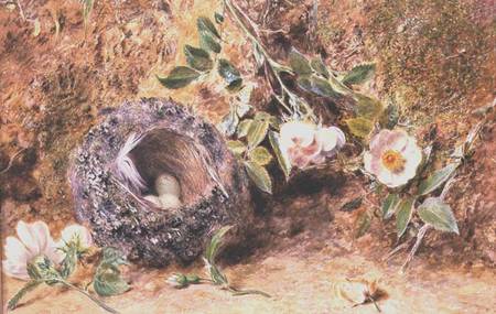 Still Life with Chaffinch Nest a William Henry Hunt
