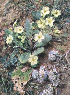 Bank of Primroses and Blackthorn