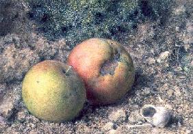 Still life with two apples and a snail shell (w/c and gouache)