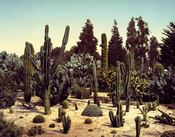 Cactus Garden / California / Photo, 1902 a William Henry Jackson