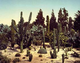 Cactus Garden / California / Photo, 1902