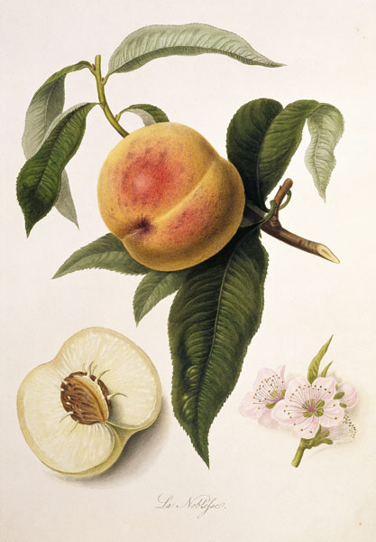 Noblesse Peach a William Hooker