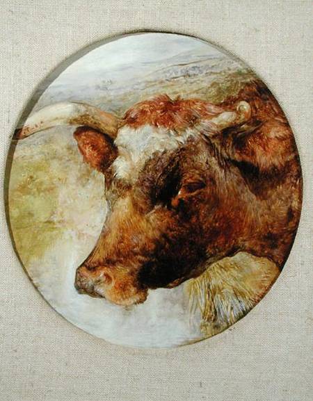 Head of a Longhorn Cow a William Huggins
