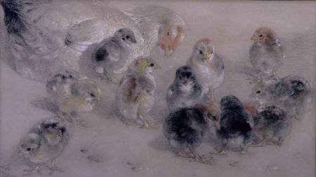 Study of Chickens a William Huggins