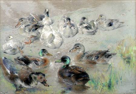 Study of Ducks a William Huggins