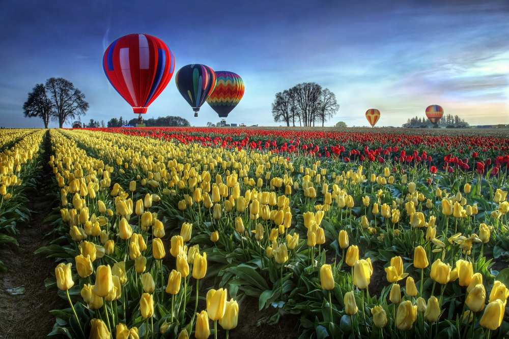 Hot air balloons over tulip field a William Lee