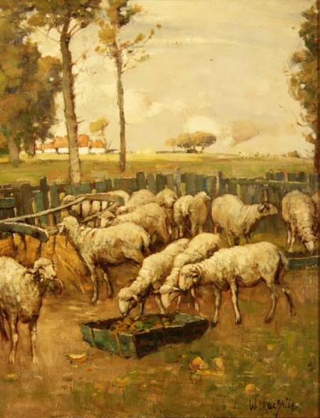 The Sheep Fold a William McBride