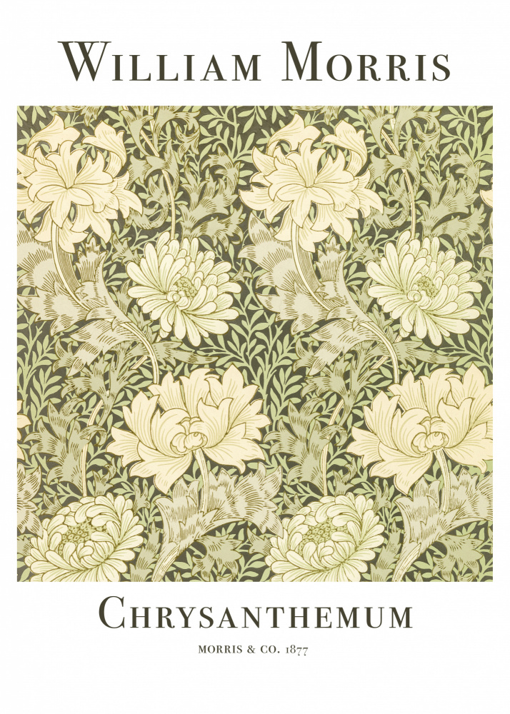 Chrysanthemum a William  Morris