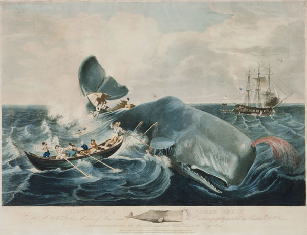 Capturing a Sperm Whale, engraved by J. Hill a William Page
