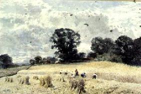 The Harvest