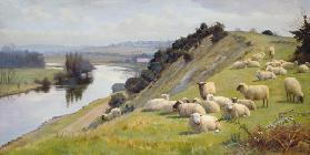 A Riverside Pasture with Sheep