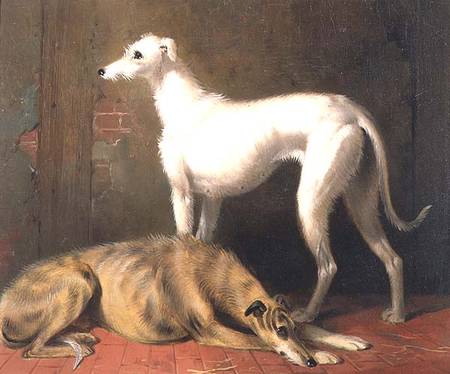 Dreaming of the Chase: Scottish Deerhounds a William u. Henry Barraud