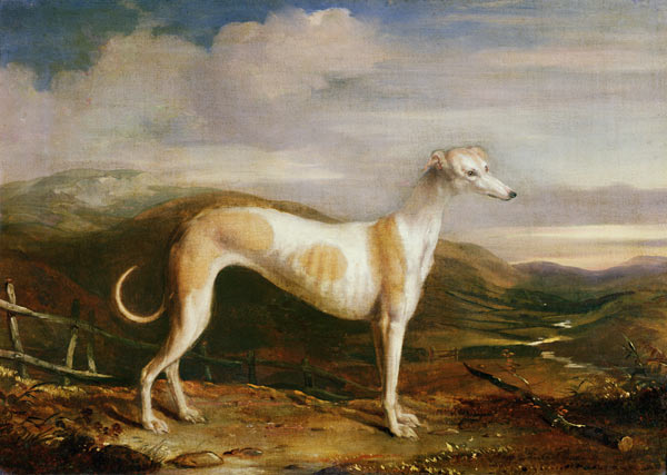 Greyhound a William u. Henry Barraud