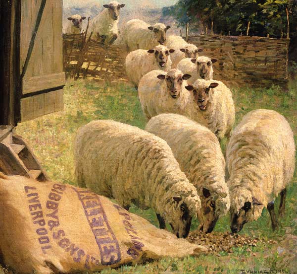 Sheep feeding from an upturned grain bag  a William Gunning King