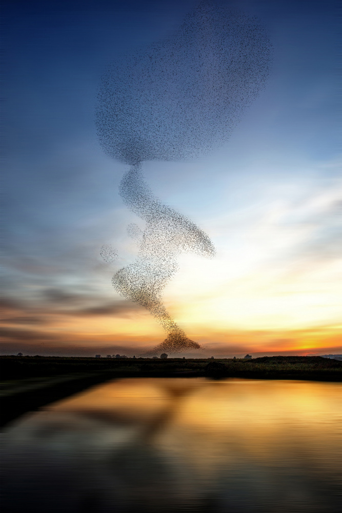 The starling dance a Wilma Wijers Smeets