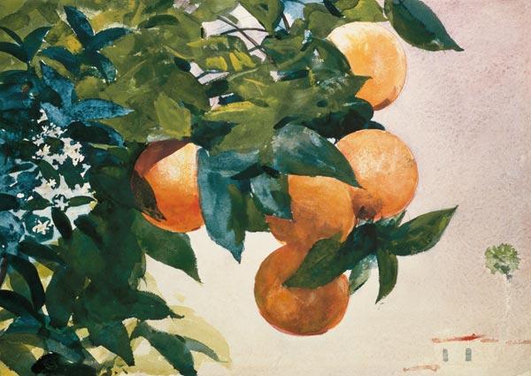 Branch with oranges