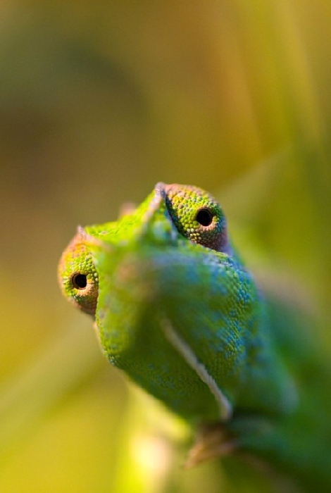 chameleon a Wolfgang Simlinger