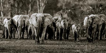 Elephant Herd, Gorongosa NP