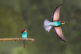 Bee-eater going for food