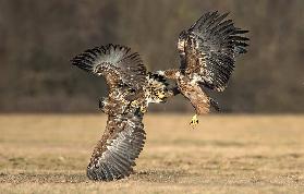 Eagles fighting