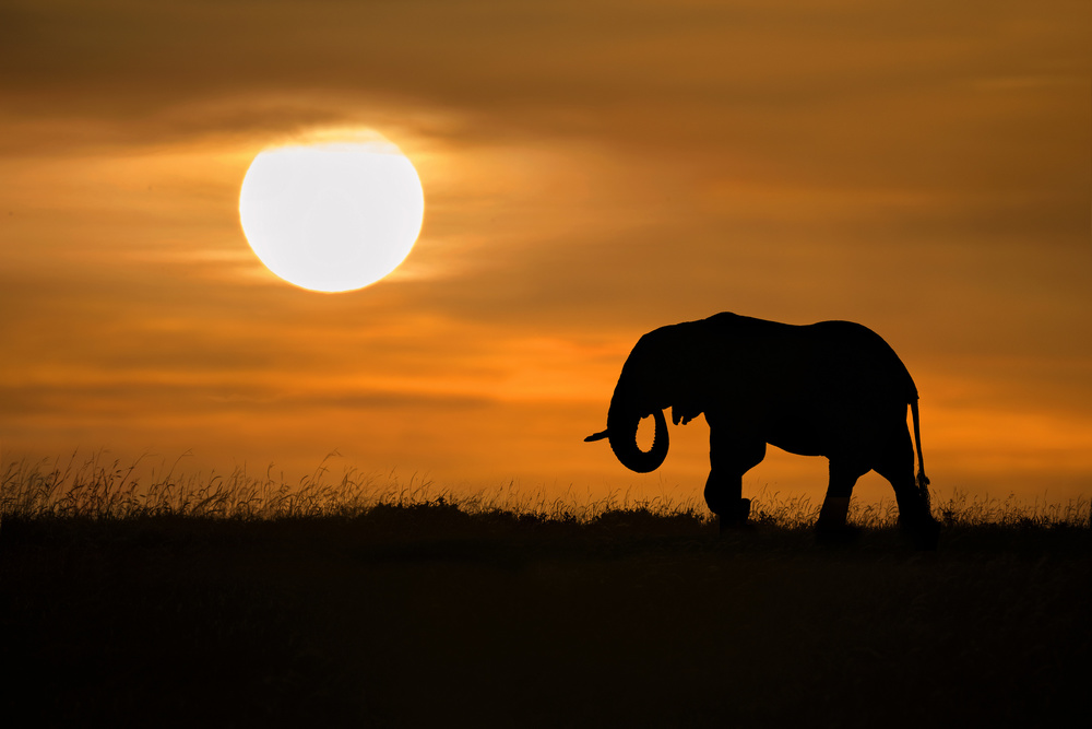 Elephant at dawn a Xavier Ortega