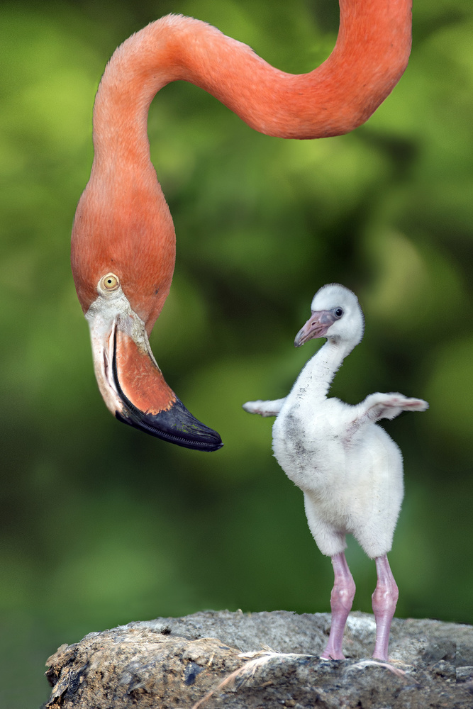 Flamingo with chick a Xavier Ortega