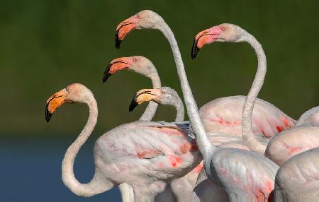 Flamingos walking