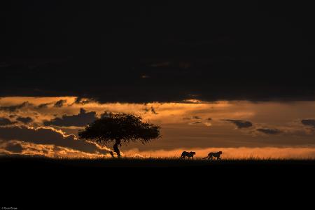 Cheetahs at dawn