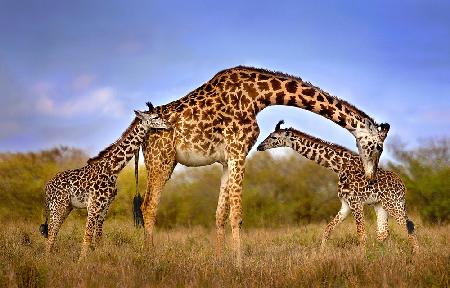 Giraffe with cubs
