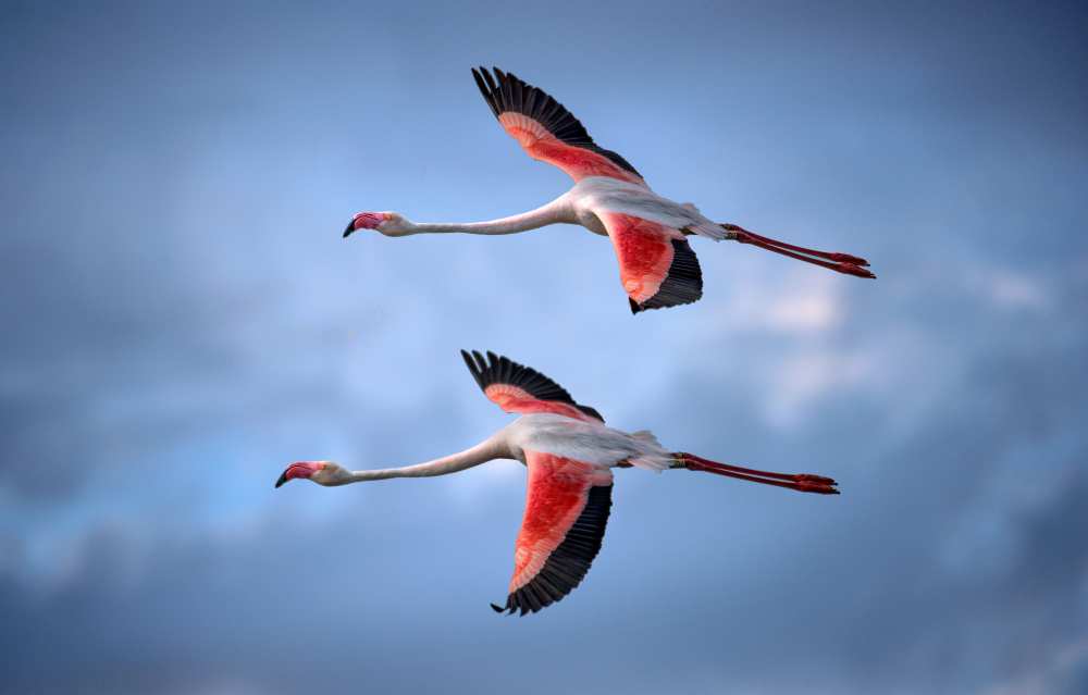 Greater Flamingos a Xavier Ortega