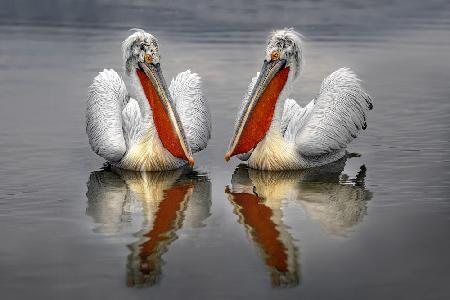 Dalmatian Pelicans