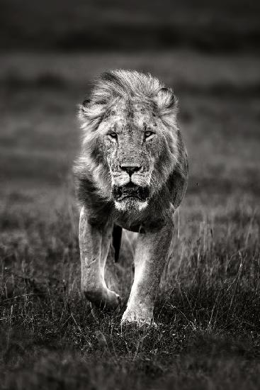 Lion patrolling