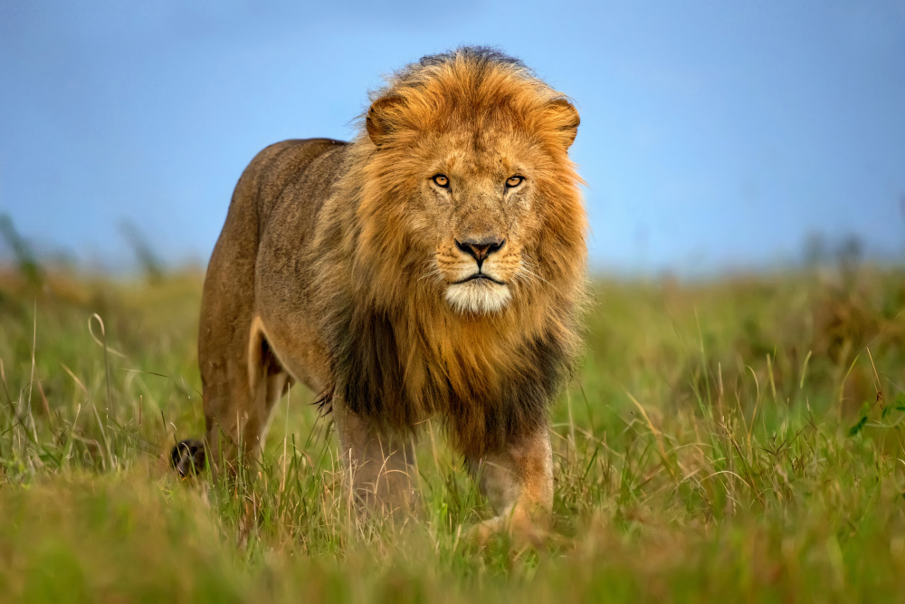 Lion patrol a Xavier Ortega