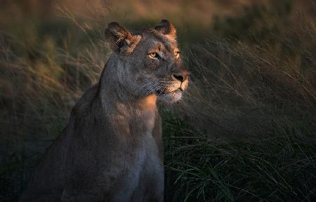 Lioness at first day ligth
