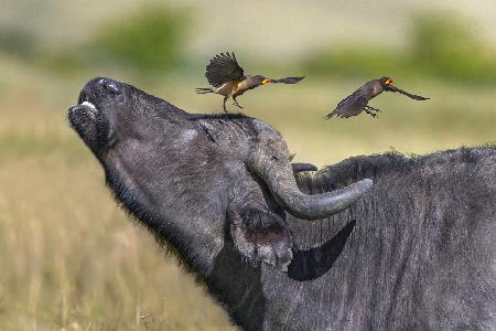 Oxpeckers and  buffalo