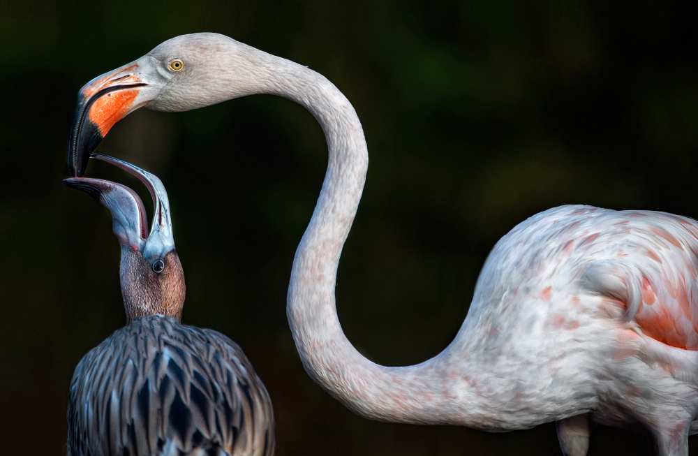 Mother flamingo with chick a Xavier Ortega