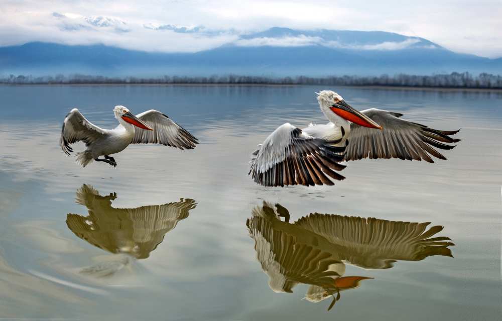 Pelicans flying a Xavier Ortega