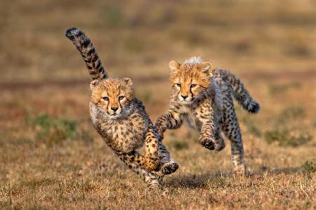 Chetaath cubs playing