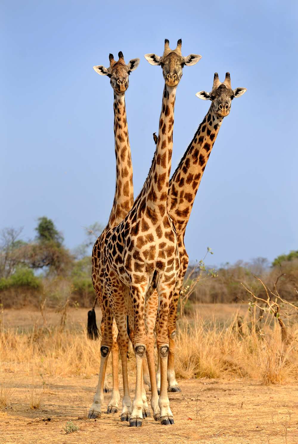 Three Headed Giraffe a Xavier Ortega