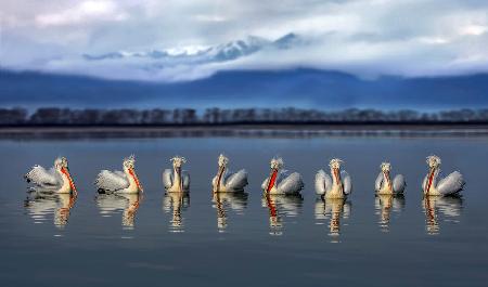 Dalmatian pelicans meeting
