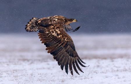 Flying under the snow