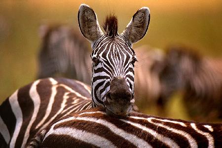 Zebra resting