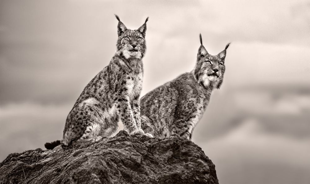 Two Lynx on rock a Xavier Ortega