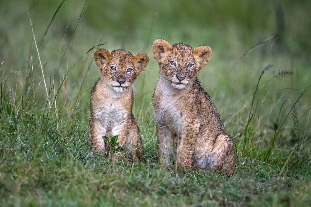 Two rain-soaked lion cubs a Xavier Ortega